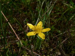 Imagem de Ranunculus occidentalis Nutt.