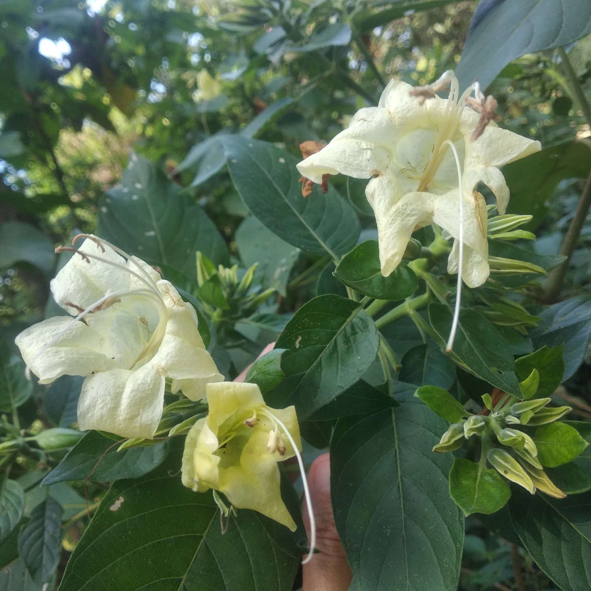 Imagem de Ruellia petiolaris (Nees) T. F. Daniel