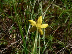 Imagem de Ranunculus occidentalis Nutt.