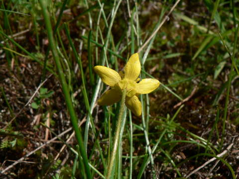 Image of western buttercup