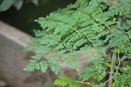 Imagem de Moringa oleifera Lam.