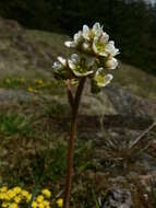 Imagem de Micranthes integrifolia (Hook.) Small