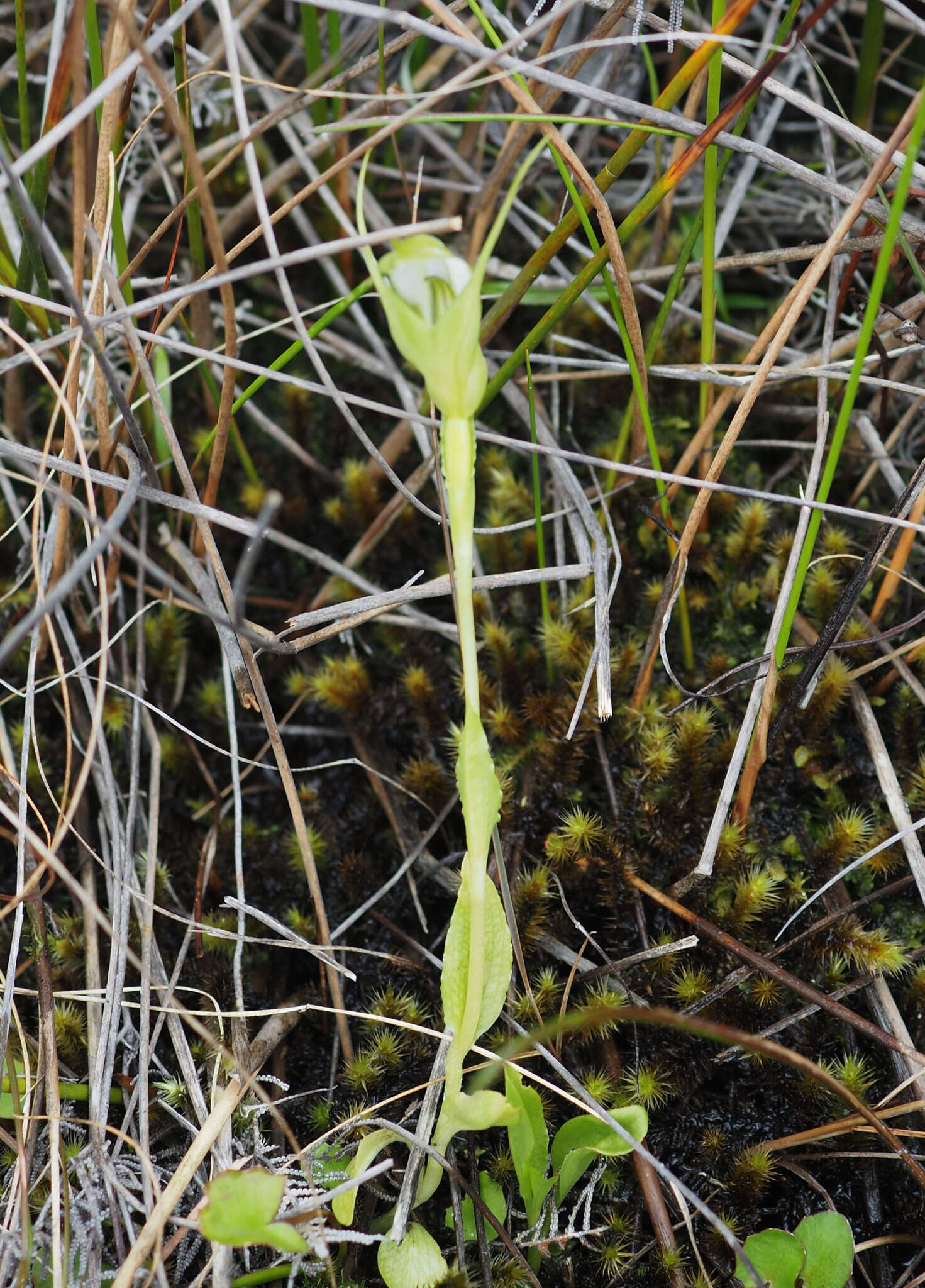 Image of Pterostylis micromega Hook. fil.