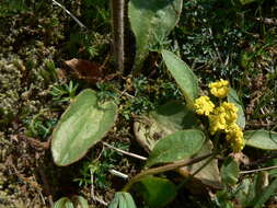 Imagem de Micranthes integrifolia (Hook.) Small