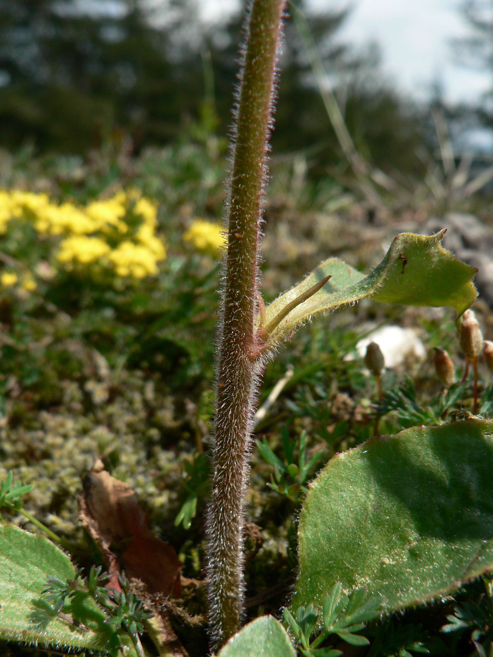 Imagem de Micranthes integrifolia (Hook.) Small