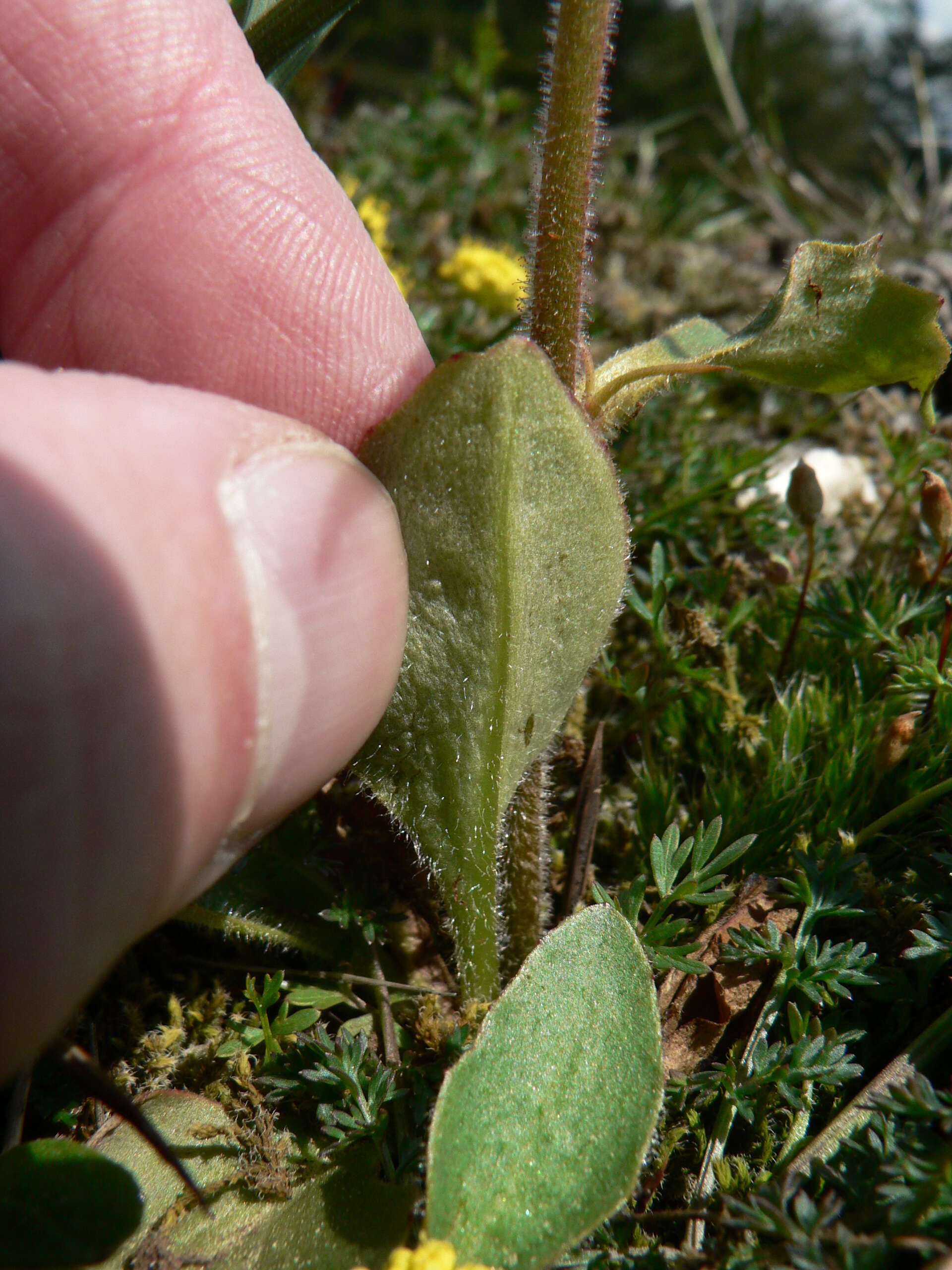 Imagem de Micranthes integrifolia (Hook.) Small