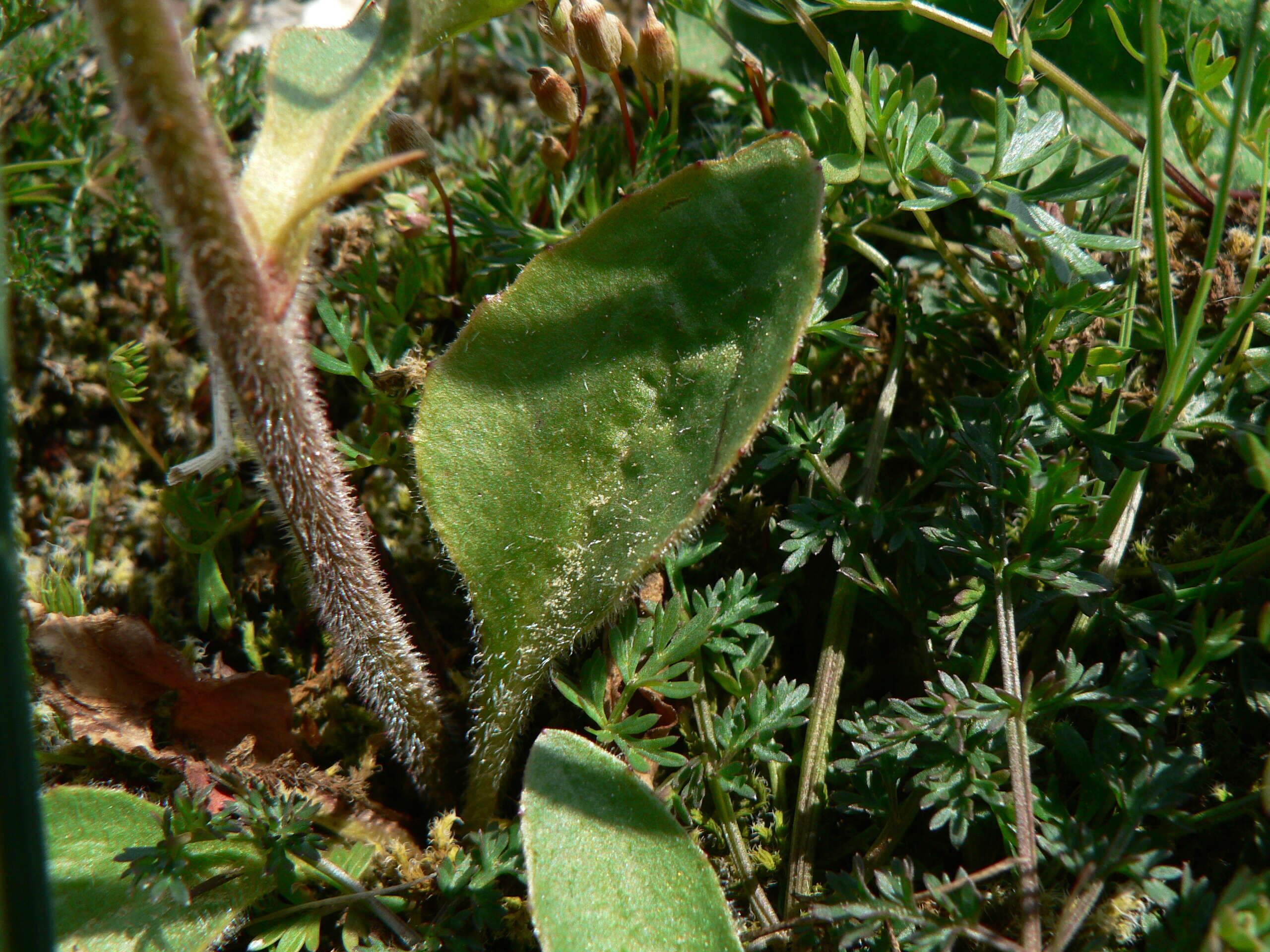 Imagem de Micranthes integrifolia (Hook.) Small