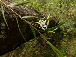 Plancia ëd Dendrobium cunninghamii Lindl.