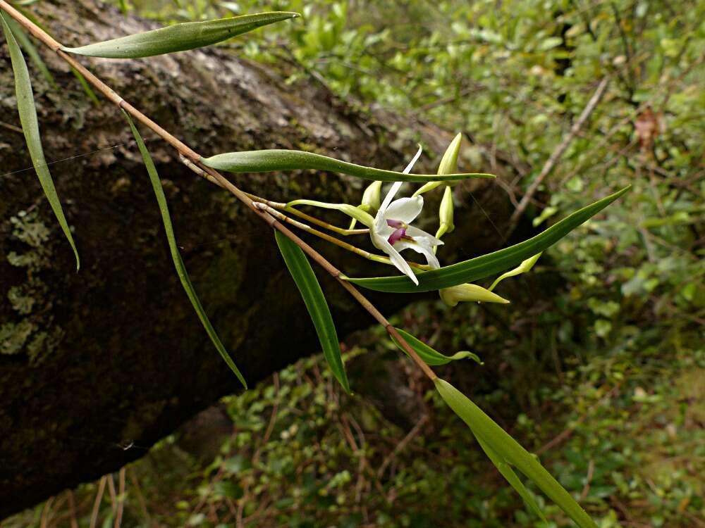 Image de Dendrobium cunninghamii Lindl.