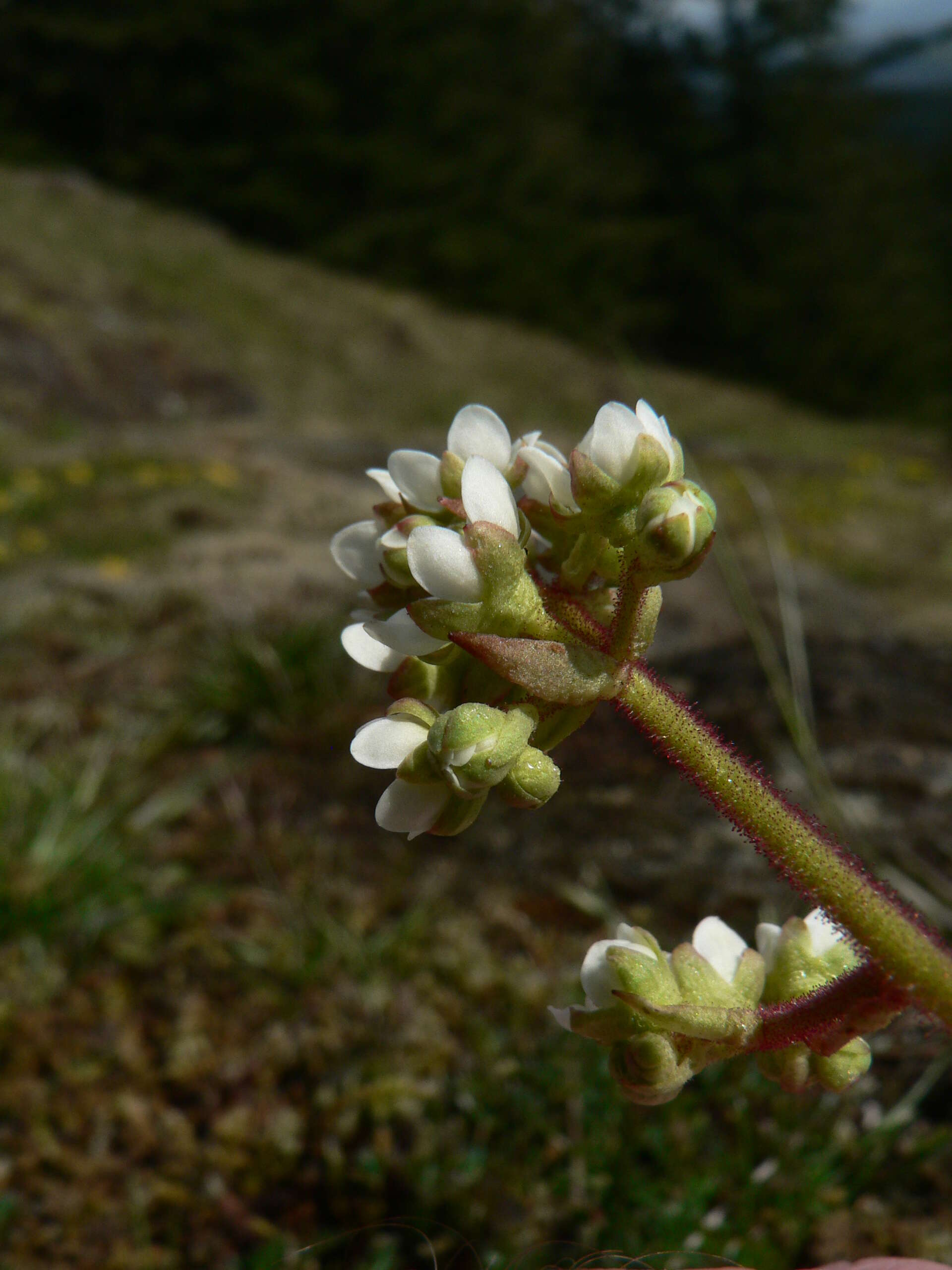 Imagem de Micranthes integrifolia (Hook.) Small