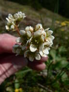 Imagem de Micranthes integrifolia (Hook.) Small