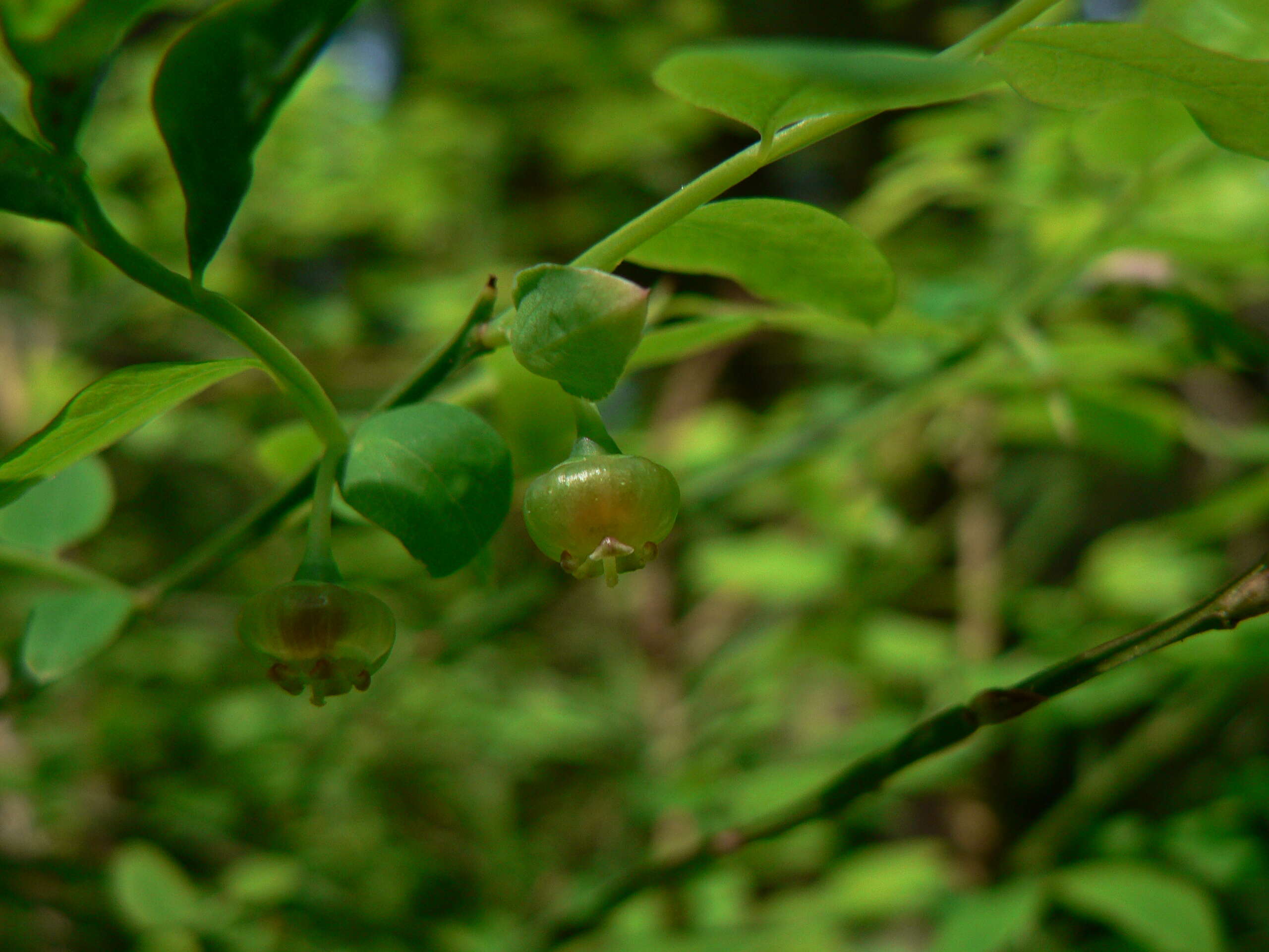 Image of Red Huckleberry