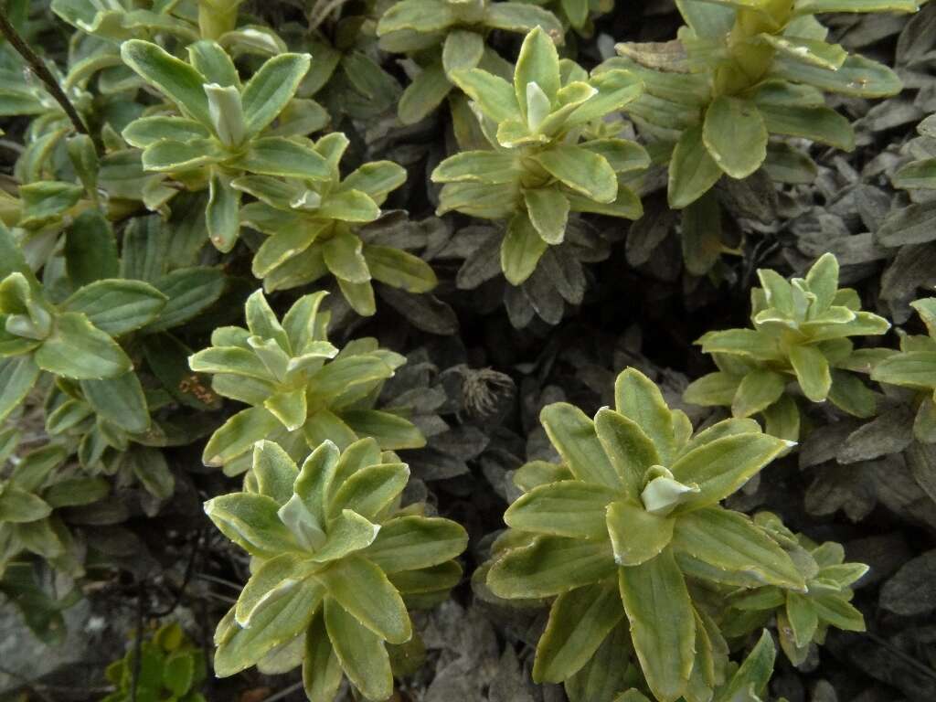 Image of Celmisia brevifolia Cockayne