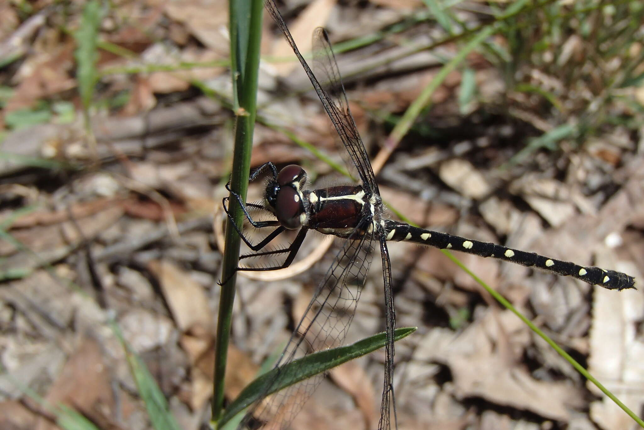 Image of Mountain Tigertail