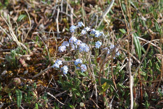 Image de Eritrichium villosum (Ledeb.) Bunge