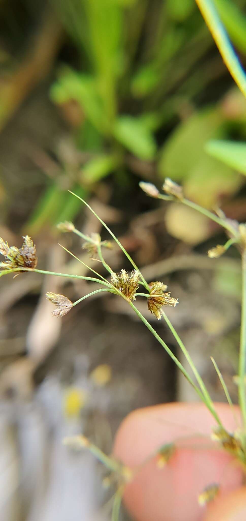 Imagem de Fimbristylis quinquangularis subsp. quinquangularis