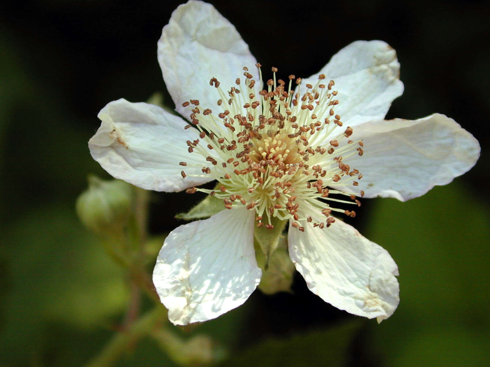 Image of Himalayan blackberry