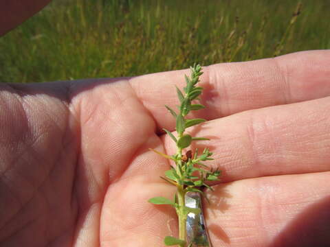 Image of black saltwort