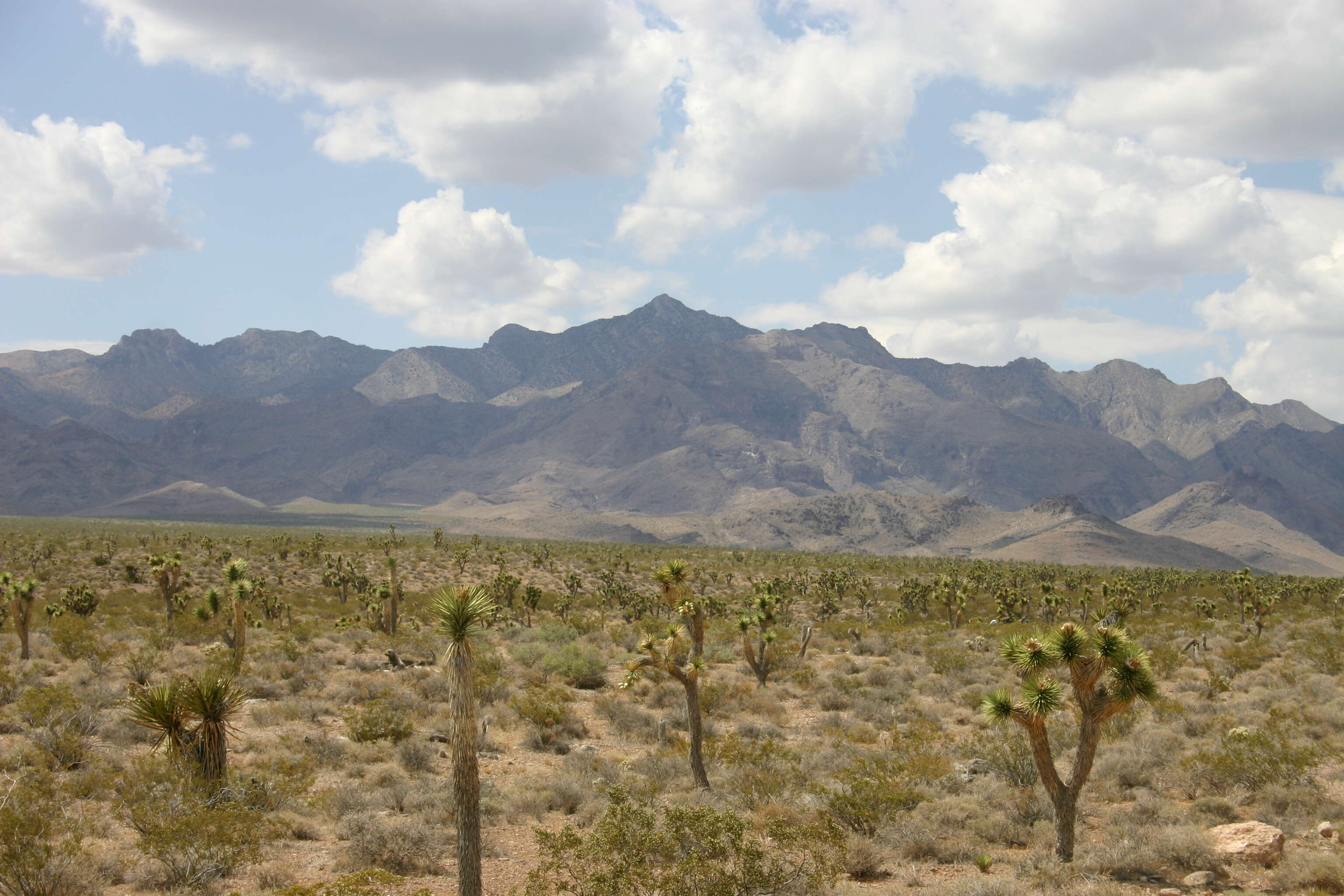 Слика од Yucca brevifolia Engelm.