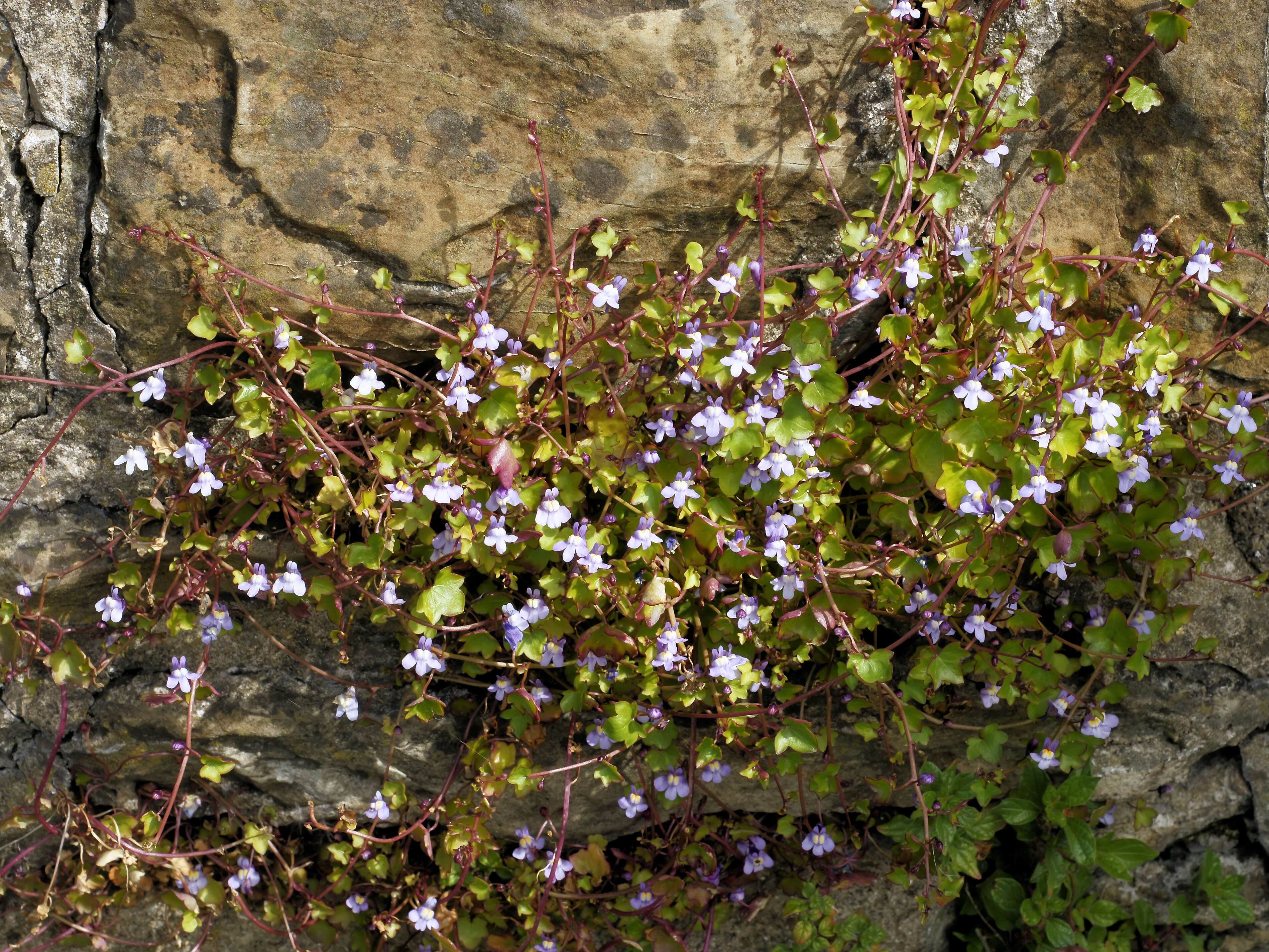 Image of Ivy-leaved Toadflax