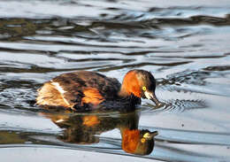 Image of Little Grebe