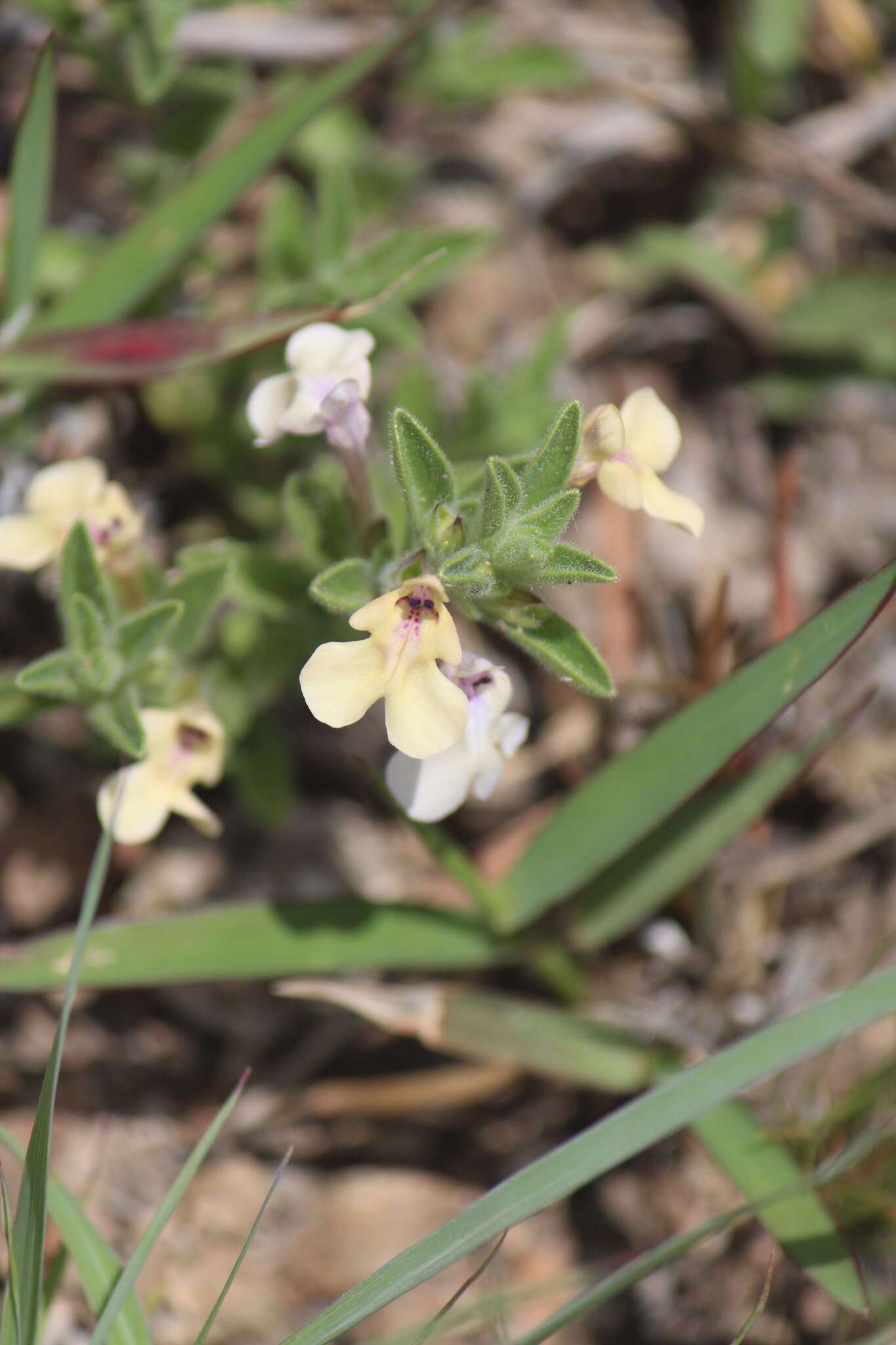 Imagem de Salvia axillaris Moc. & Sessé ex Benth.