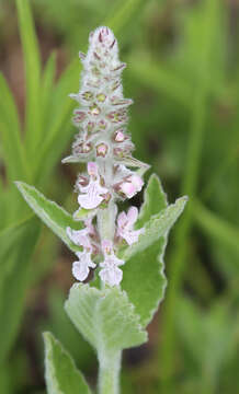 Image of whitestem hedgenettle