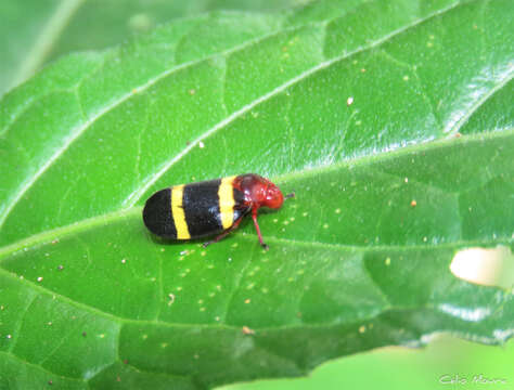 Image of Sphenorhina rubra (Linné 1758)