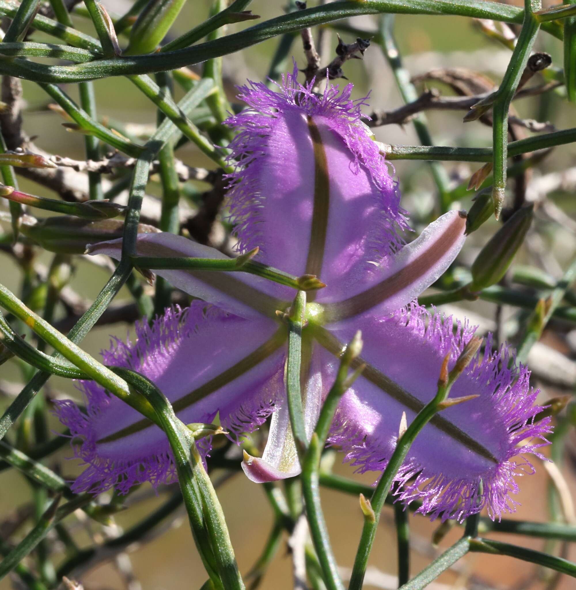 Image of Thysanotus manglesianus Kunth