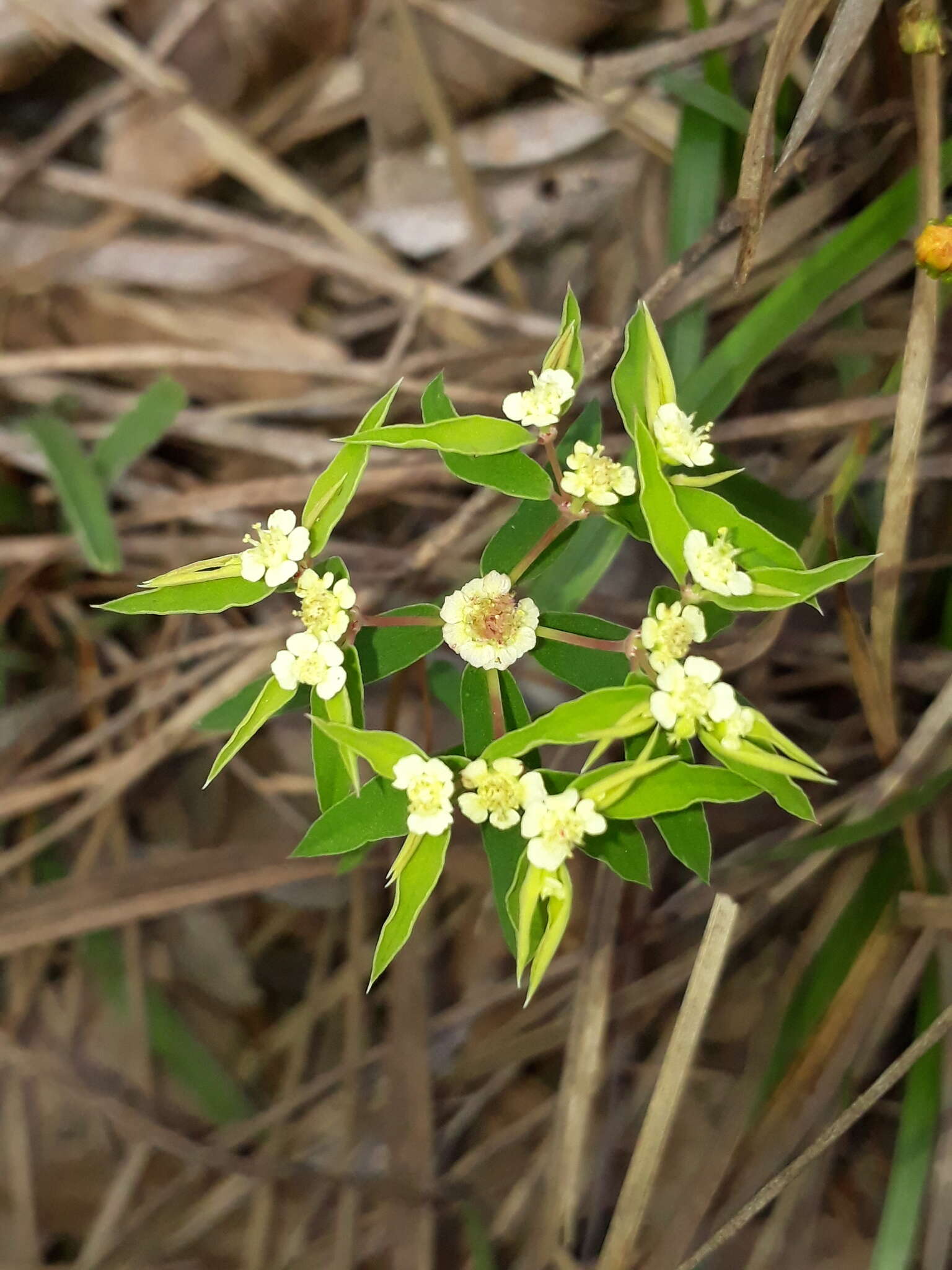 Image of Euphorbia potentilloides Boiss.