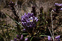 Image of Gentianella foliosa (Kunth) Fabris.