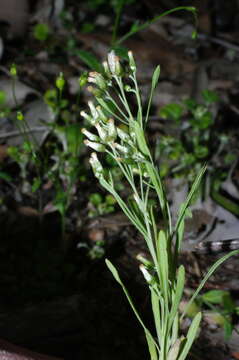 صورة Rhodanthe laevis (A. Gray) P. G. Wilson