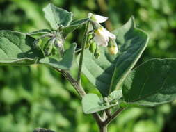 Image of European Black Nightshade