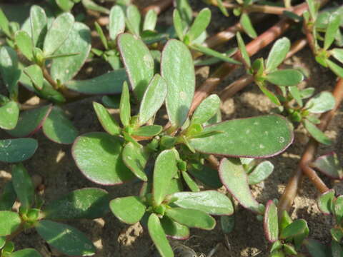 Image of common purslane