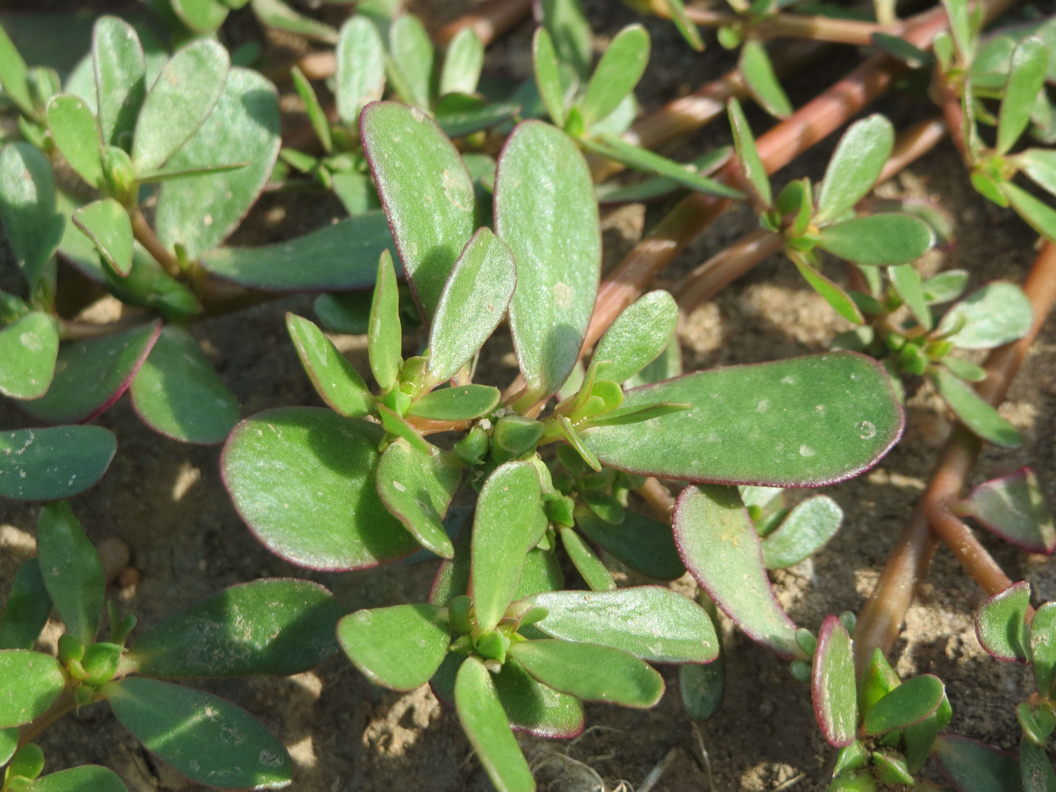 Image of common purslane