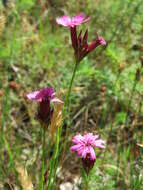 Image of carthusian pink