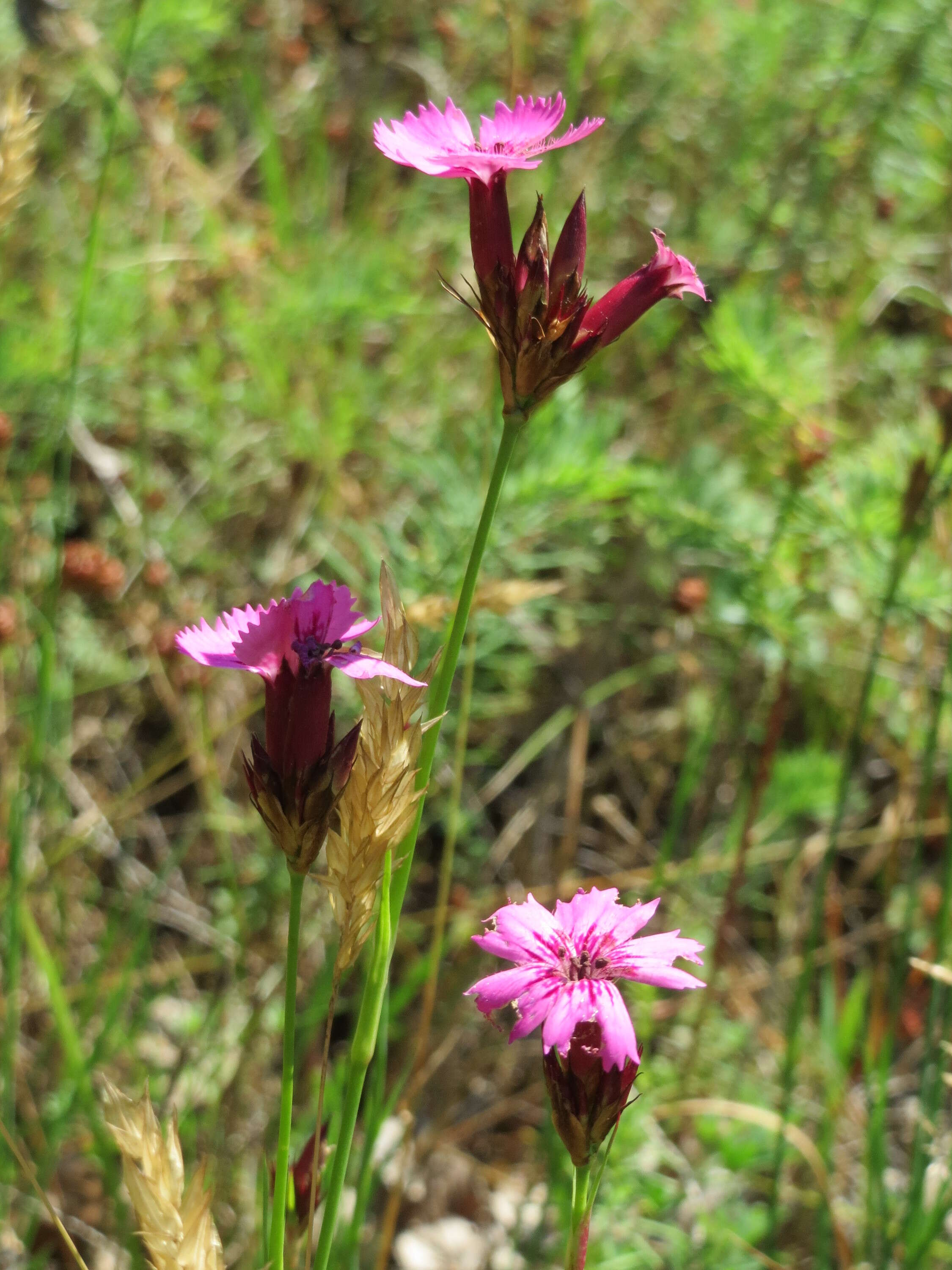 Image of carthusian pink