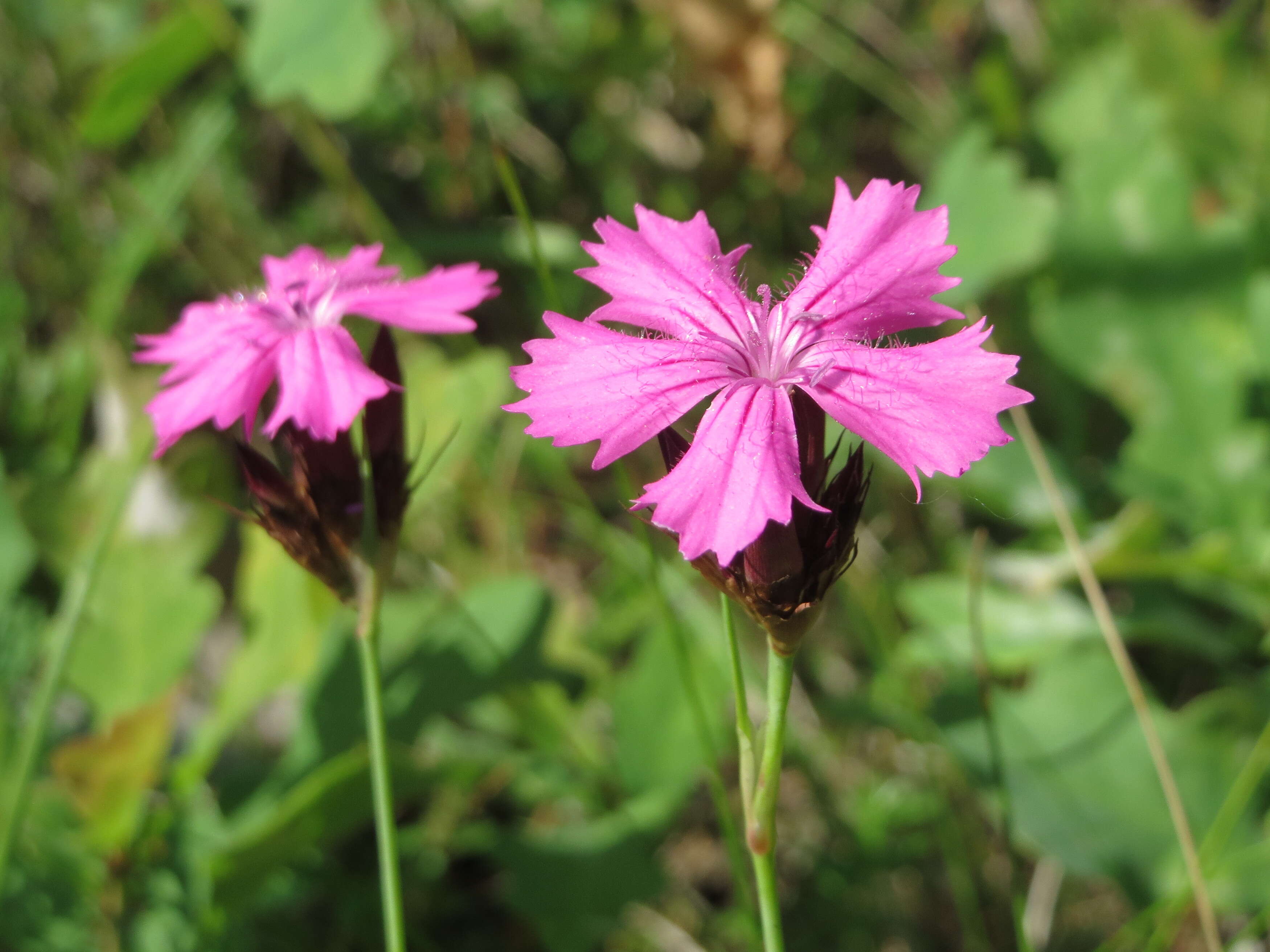 Image of carthusian pink