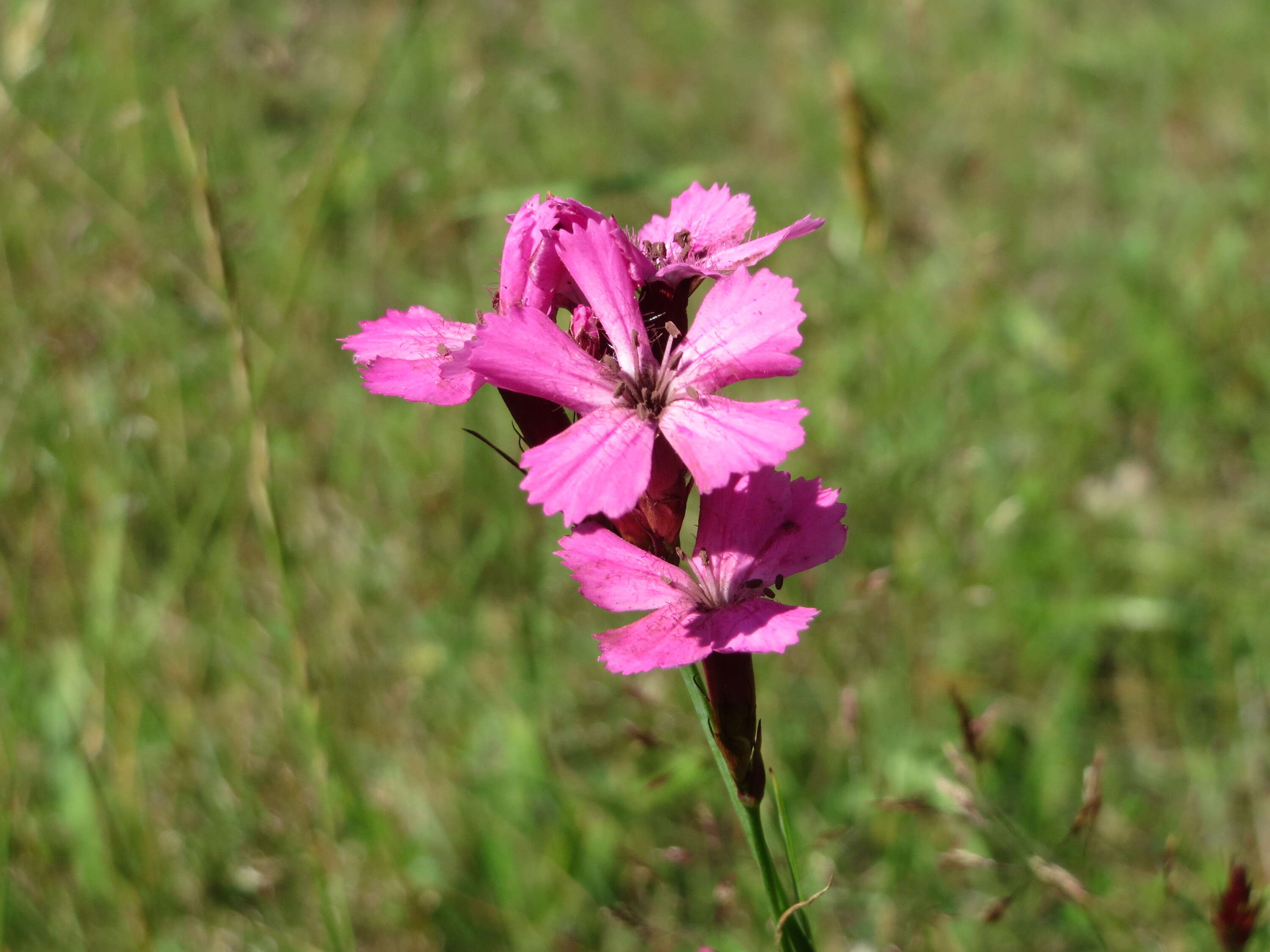 Image of carthusian pink