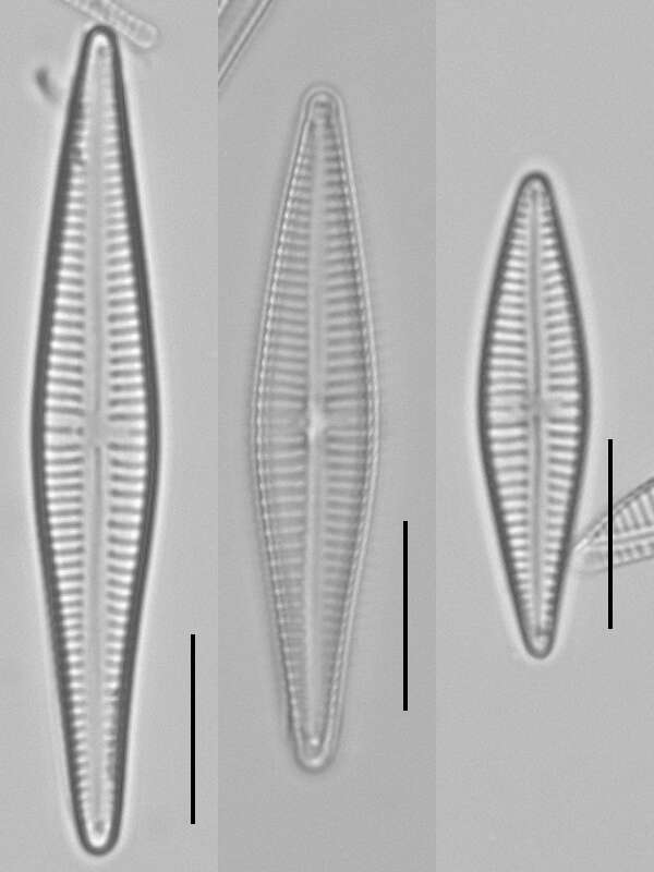 صورة Gomphonema gracile