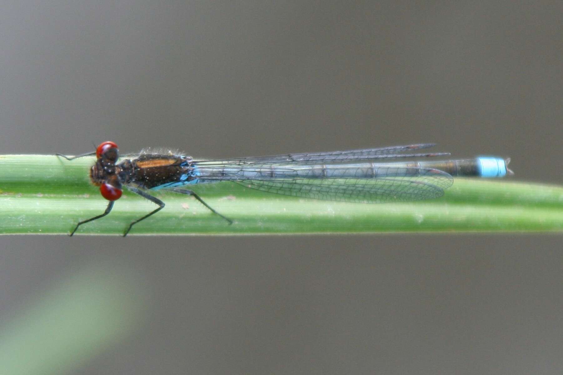 Image of red-eyed damselfly