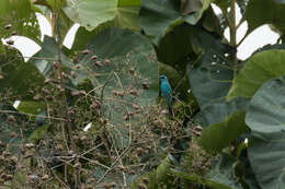 Image of Verditer Flycatcher (Northern)