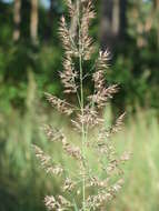 Imagem de Calamagrostis epigejos (L.) Roth