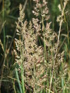 Imagem de Calamagrostis epigejos (L.) Roth