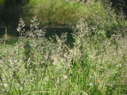 Image de Agrostis commun