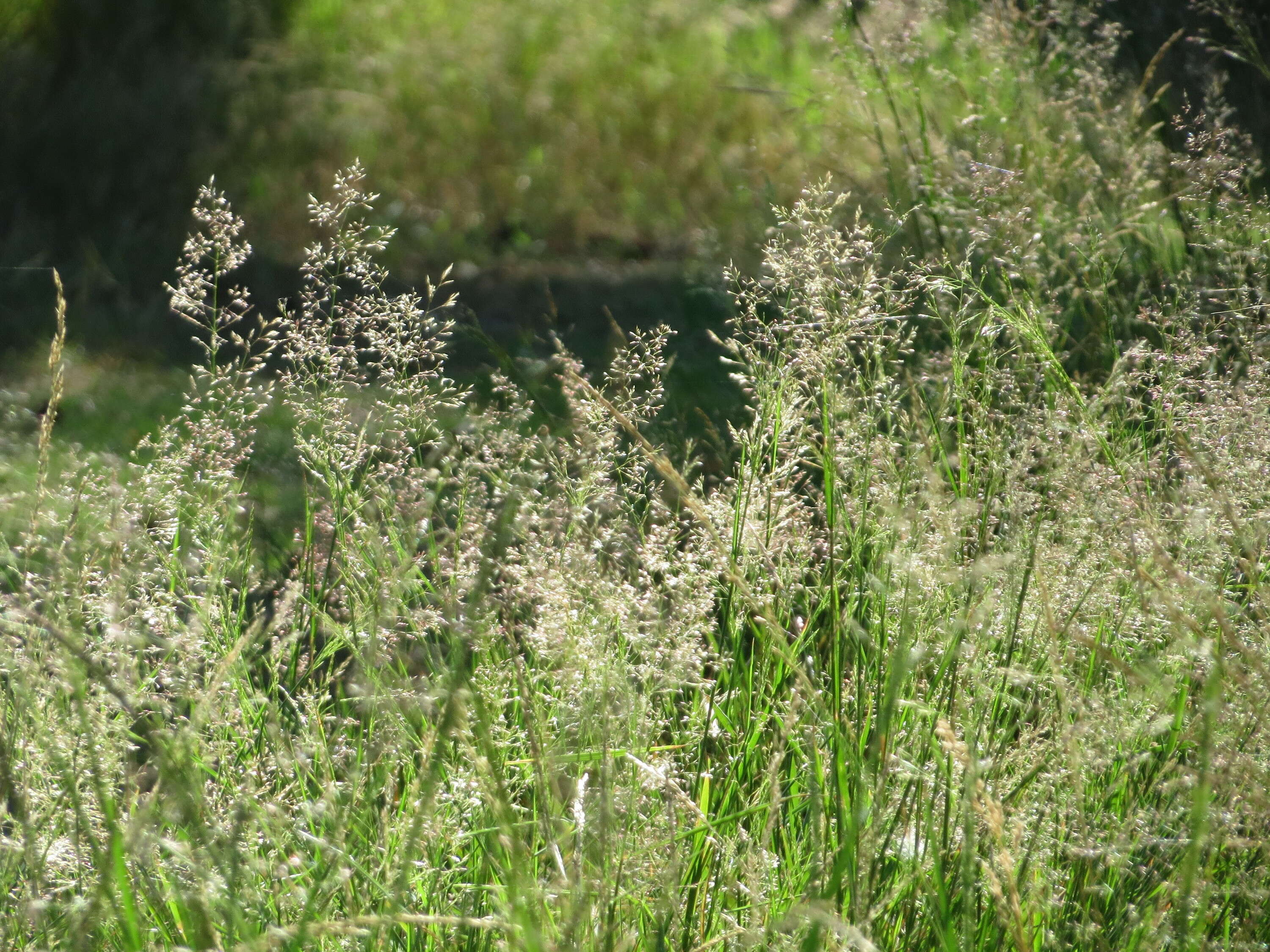 Image of Colonial bent(grass)