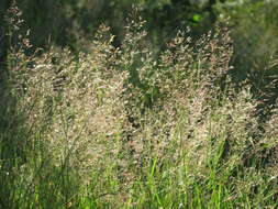 Image of Colonial bent(grass)