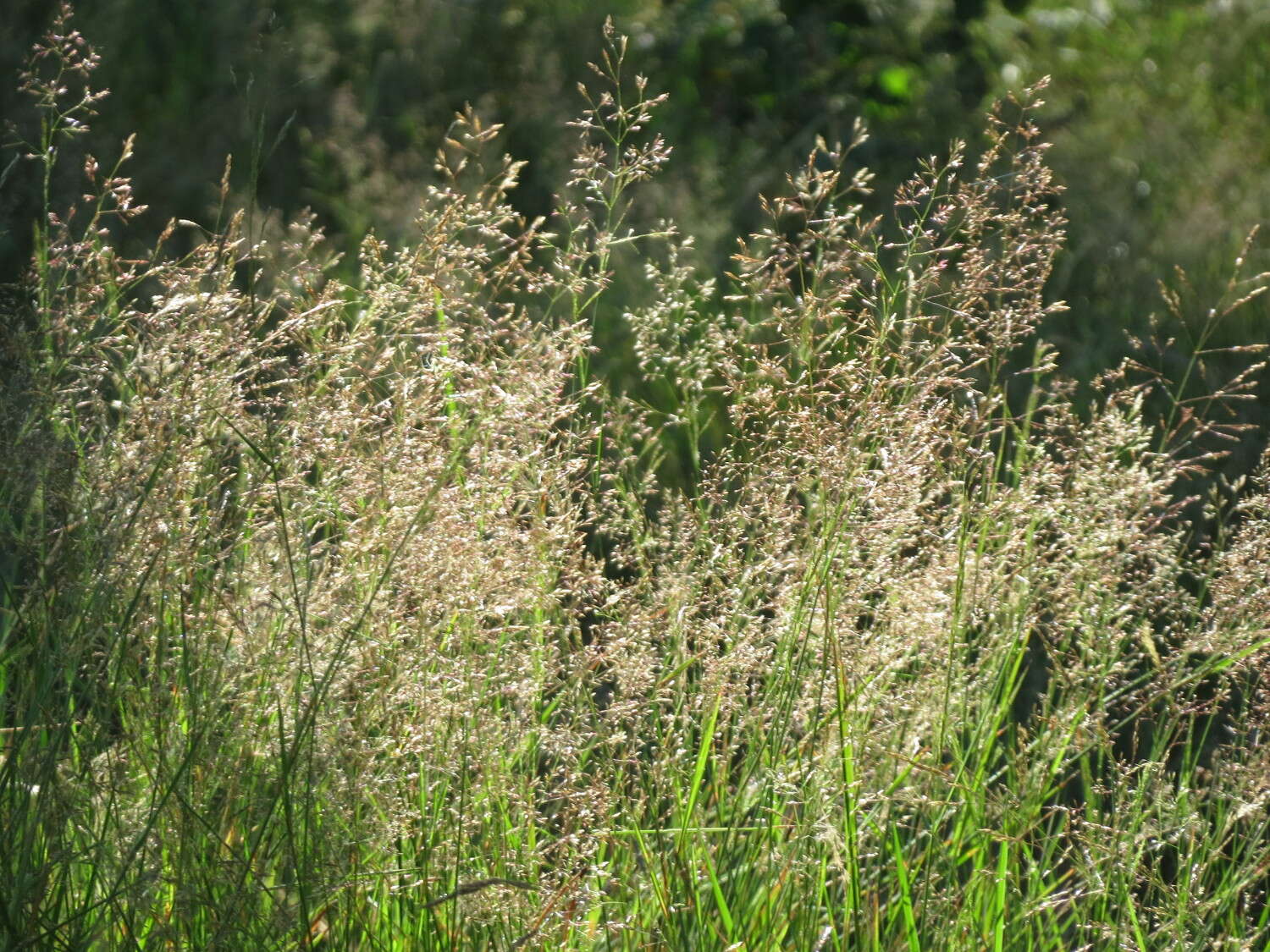 Image de Agrostis commun