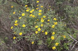 Image of Calanticaria bicolor (S. F. Blake) E. E. Schill. & Panero