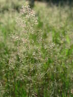 Image of Colonial bent(grass)